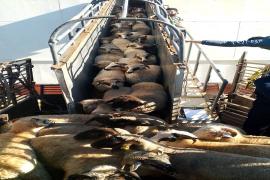 Berthing of imported sheep vessel at Annaba’s Port